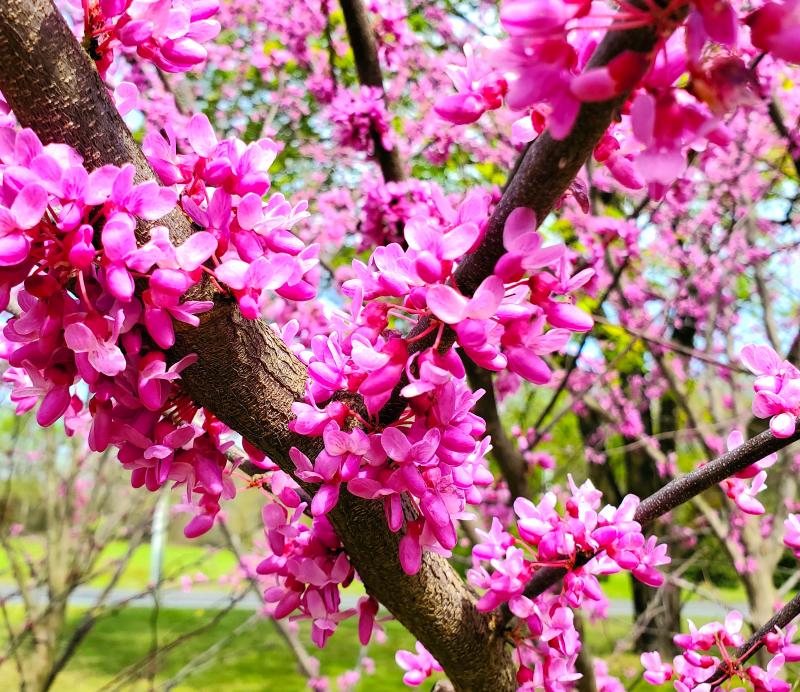 Magenta-colored clusters of buds are coming out of every nook and cranny of this eastern redbud tree. CHRIS FLOOD PHOTO